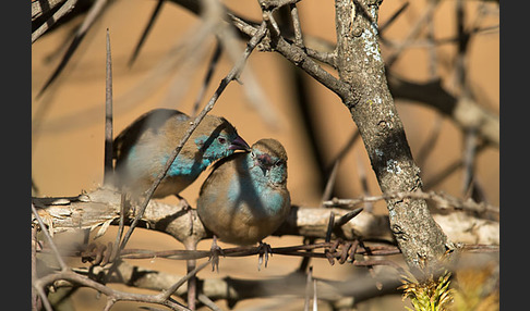 Schmetterlingsastrild (Uraeginthus bengalus)