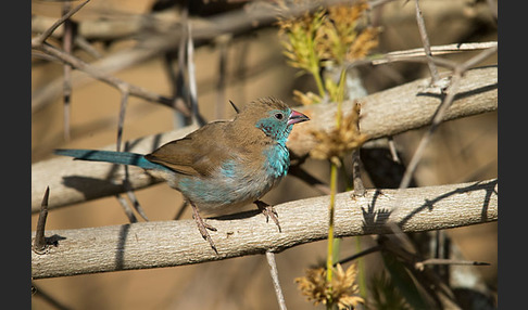 Schmetterlingsastrild (Uraeginthus bengalus)