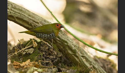 Tropfengrünastrild (Mandingoa nitidula)