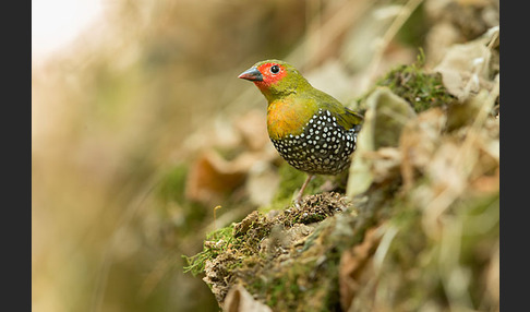 Tropfengrünastrild (Mandingoa nitidula)