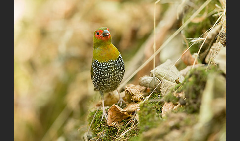 Tropfengrünastrild (Mandingoa nitidula)