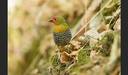 Tropfengrünastrild (Mandingoa nitidula)