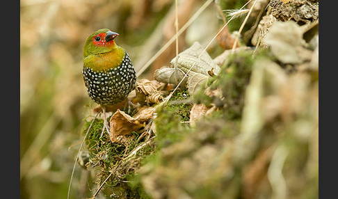 Tropfengrünastrild (Mandingoa nitidula)