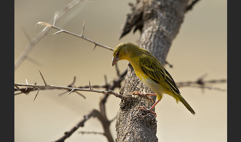 Gilbweber (Ploceus galbula)