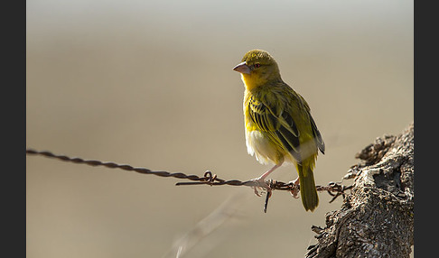 Gilbweber (Ploceus galbula)