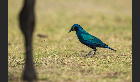 Grünschwanz-Glanzstar (Lamprotornis chalybaeus)