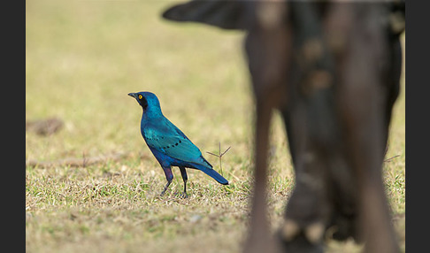 Grünschwanz-Glanzstar (Lamprotornis chalybaeus)