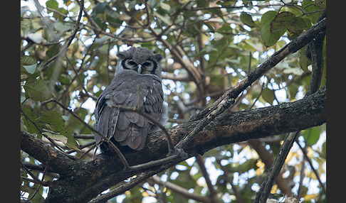 Blaßuhu (Bubo lacteus)