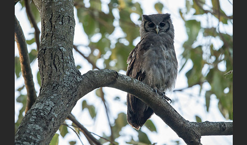 Blaßuhu (Bubo lacteus)