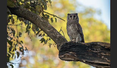 Blaßuhu (Bubo lacteus)