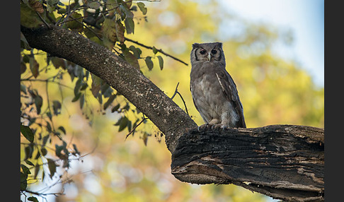 Blaßuhu (Bubo lacteus)