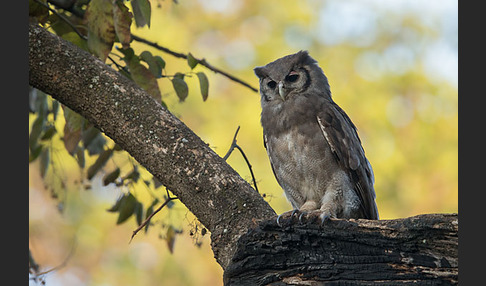 Blaßuhu (Bubo lacteus)