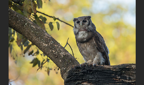 Blaßuhu (Bubo lacteus)