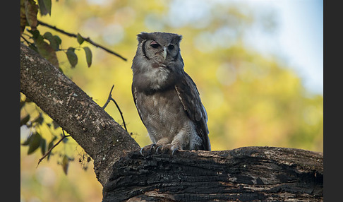 Blaßuhu (Bubo lacteus)