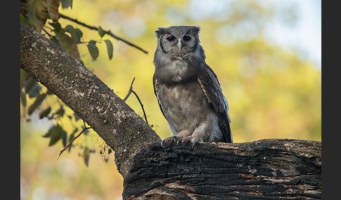 Blaßuhu (Bubo lacteus)