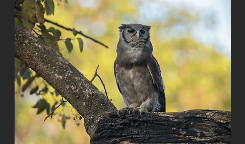 Blaßuhu (Bubo lacteus)