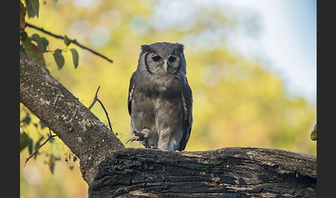 Blaßuhu (Bubo lacteus)