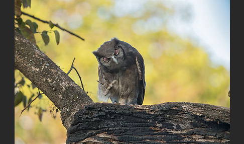 Blaßuhu (Bubo lacteus)