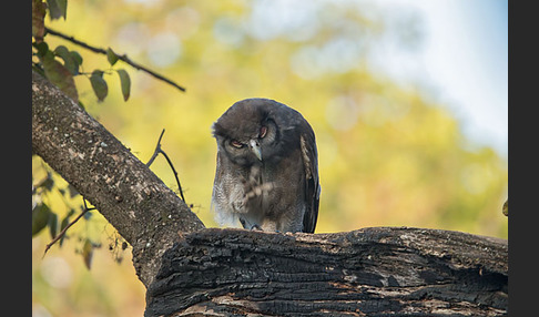 Blaßuhu (Bubo lacteus)