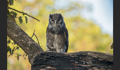 Blaßuhu (Bubo lacteus)