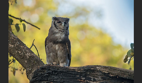 Blaßuhu (Bubo lacteus)