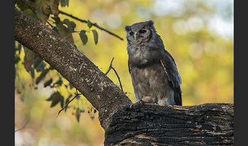 Blaßuhu (Bubo lacteus)