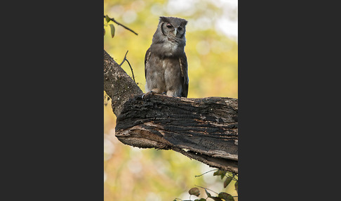 Blaßuhu (Bubo lacteus)