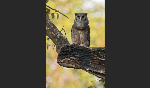 Blaßuhu (Bubo lacteus)