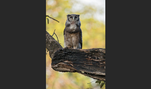 Blaßuhu (Bubo lacteus)