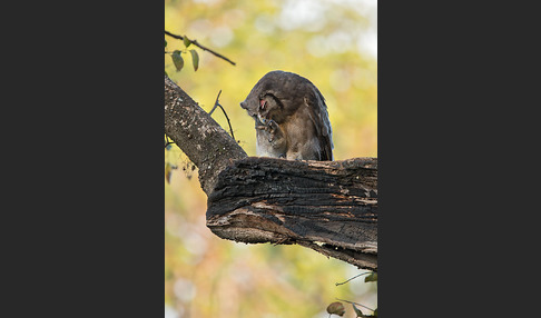 Blaßuhu (Bubo lacteus)