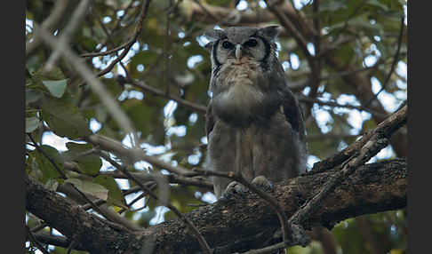 Blaßuhu (Bubo lacteus)