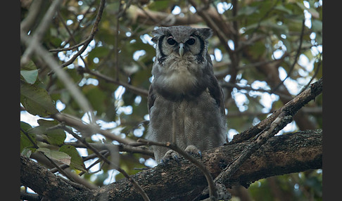 Blaßuhu (Bubo lacteus)