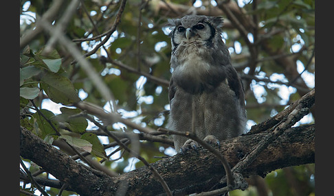 Blaßuhu (Bubo lacteus)