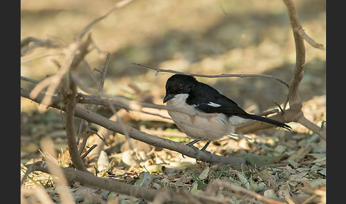 Boubouwürger (Laniarius aethiopicus)