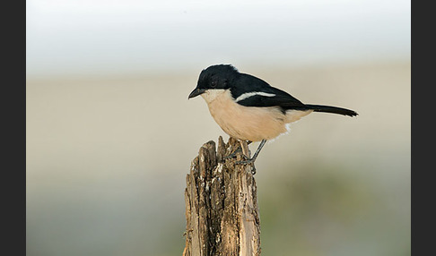 Boubouwürger (Laniarius aethiopicus)