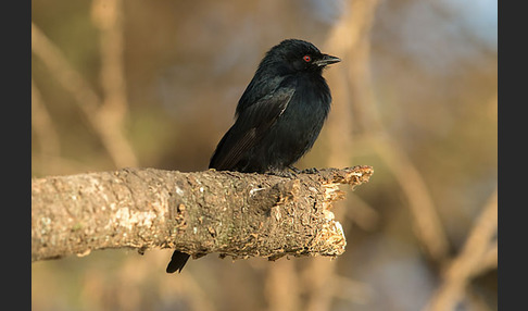 Trauerdrongo (Dicrurus adsimilis)