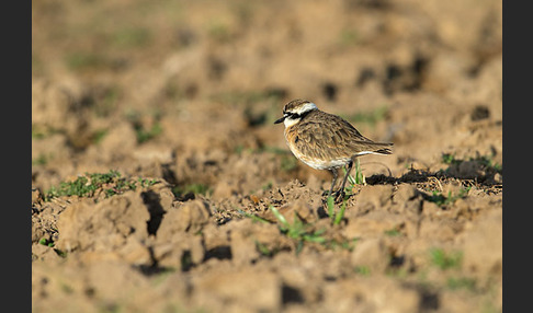 Hirtenregenpfeifer (Charadrius pecuarius)