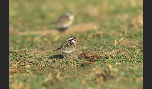 Hirtenregenpfeifer (Charadrius pecuarius)