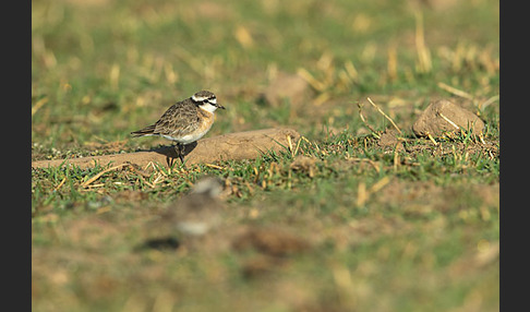 Hirtenregenpfeifer (Charadrius pecuarius)