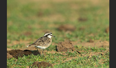 Hirtenregenpfeifer (Charadrius pecuarius)