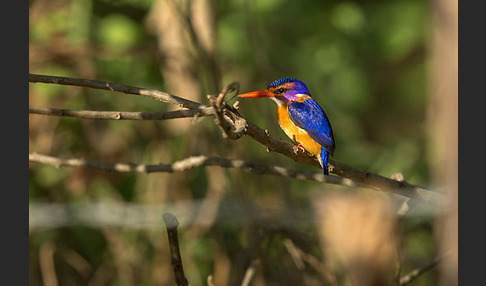 Natalzwergfischer (Ispidina picta)