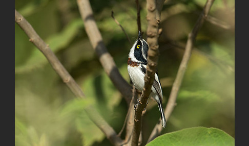 Keniaschnäpper (Batis minor)