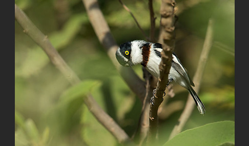 Keniaschnäpper (Batis minor)