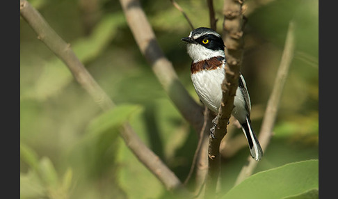 Keniaschnäpper (Batis minor)