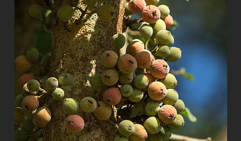 Feige spec. (Ficus vasta)