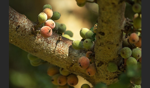 Feige spec. (Ficus vasta)