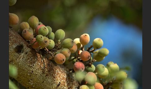 Feige spec. (Ficus vasta)