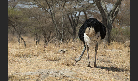 Somalistrauß (Struthio molybdophanes)