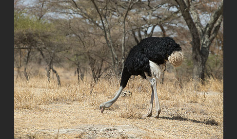 Somalistrauß (Struthio molybdophanes)