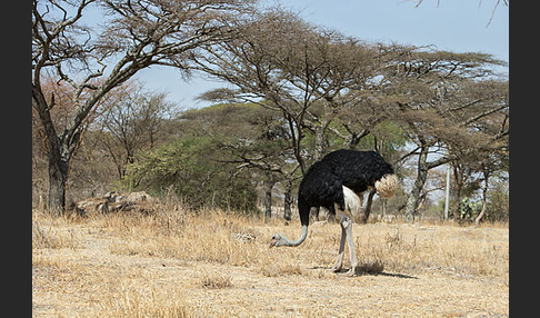 Somalistrauß (Struthio molybdophanes)